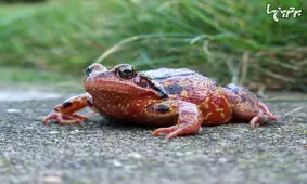 حقایق جالب درباره دوزیستان