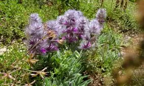 همه چیز درباره خواص چای کوهی + مضرات چای کوهی