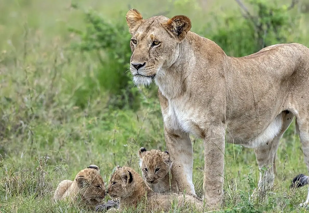 بازی با دُم شیر +تصاویر