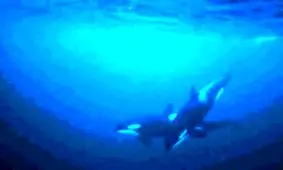 شنا با نهنگ های قاتل +تصاویر