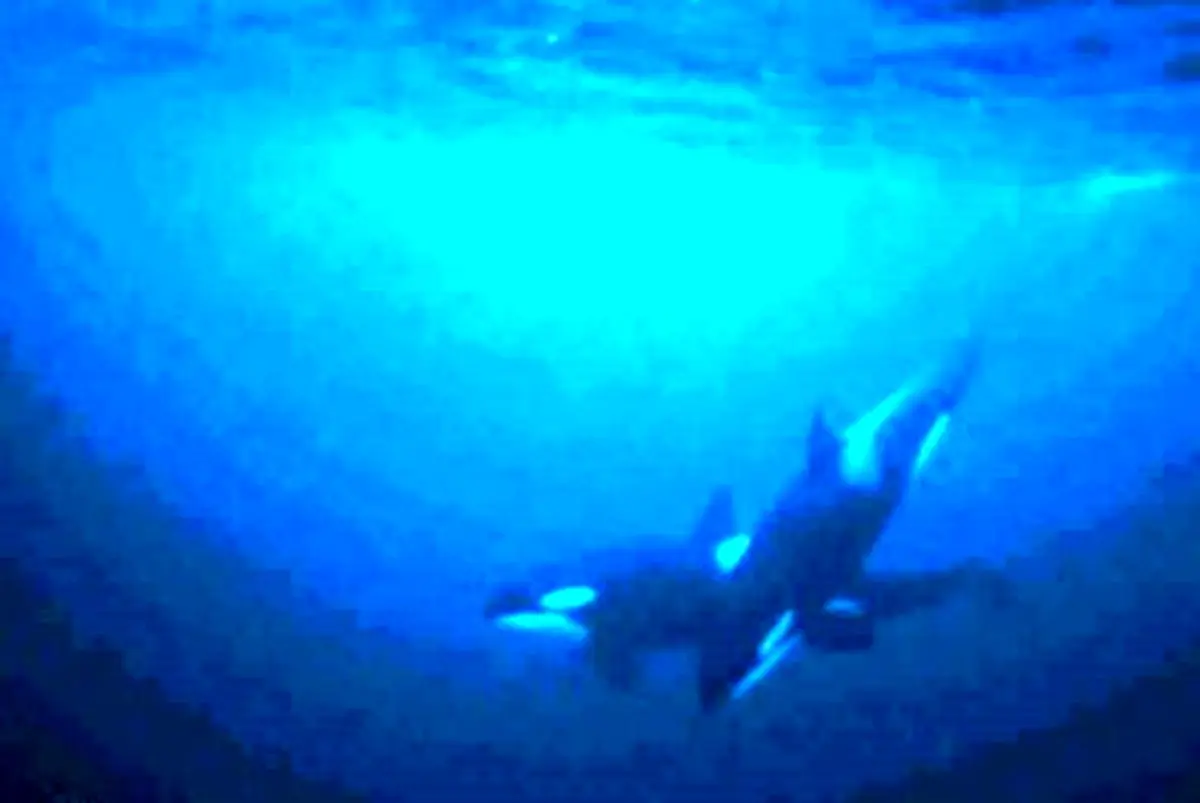 شنا با نهنگ های قاتل +تصاویر