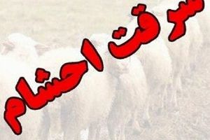 دستگیری سارقان احشام در شهرستان پل‌دختر