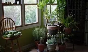 کدام گیاهان برای فنگ شویی مناسب هستند؟