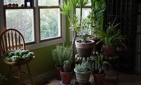 کدام گیاهان برای فنگ شویی مناسب هستند؟