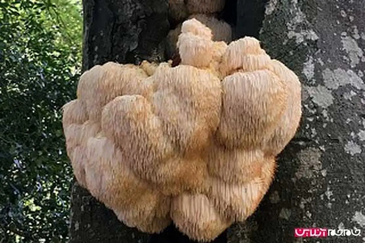 پلیس در جستجوی سارق قارچ!