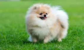 همه آنچه درمورد نژاد سگ پامرانین باید بدانید