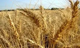 ظرفیت ذخیره گندم در خراسان شمالی به ۳۱۷ هزار تن رسید
