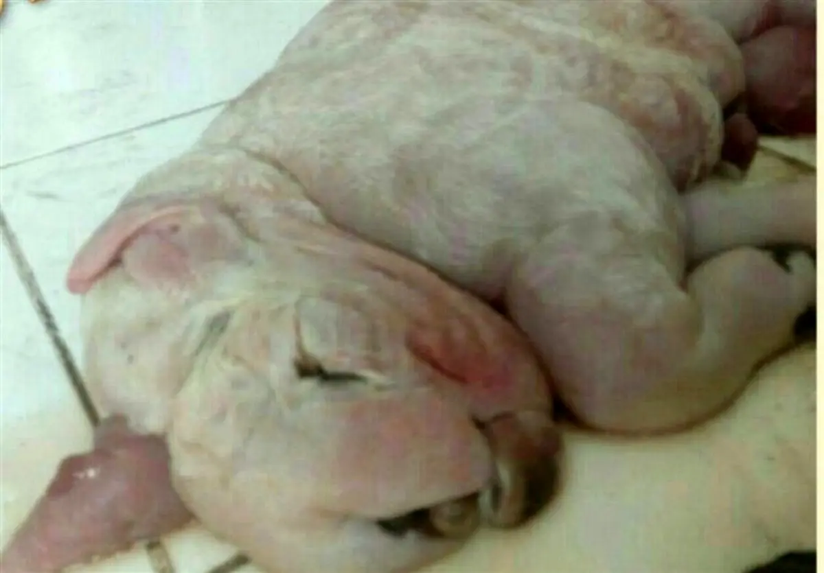 یک گوسفند عجیب الخلقه در زیرکوه متولد شد