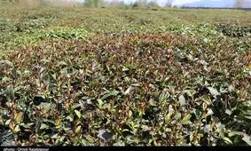 سرمازدگی ۴۶۰۰ میلیارد ریال به باغات شرق استان سمنان خسارت زد