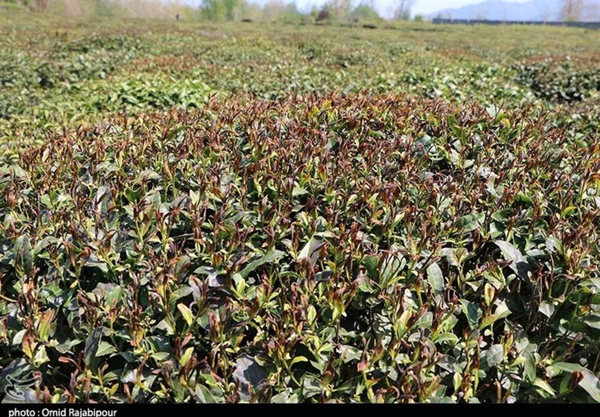 سرمازدگی ۴۶۰۰ میلیارد ریال به باغات شرق استان سمنان خسارت زد