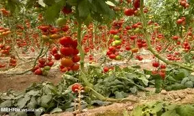 وجود ۳۳ هکتار گلخانه در استان زنجان