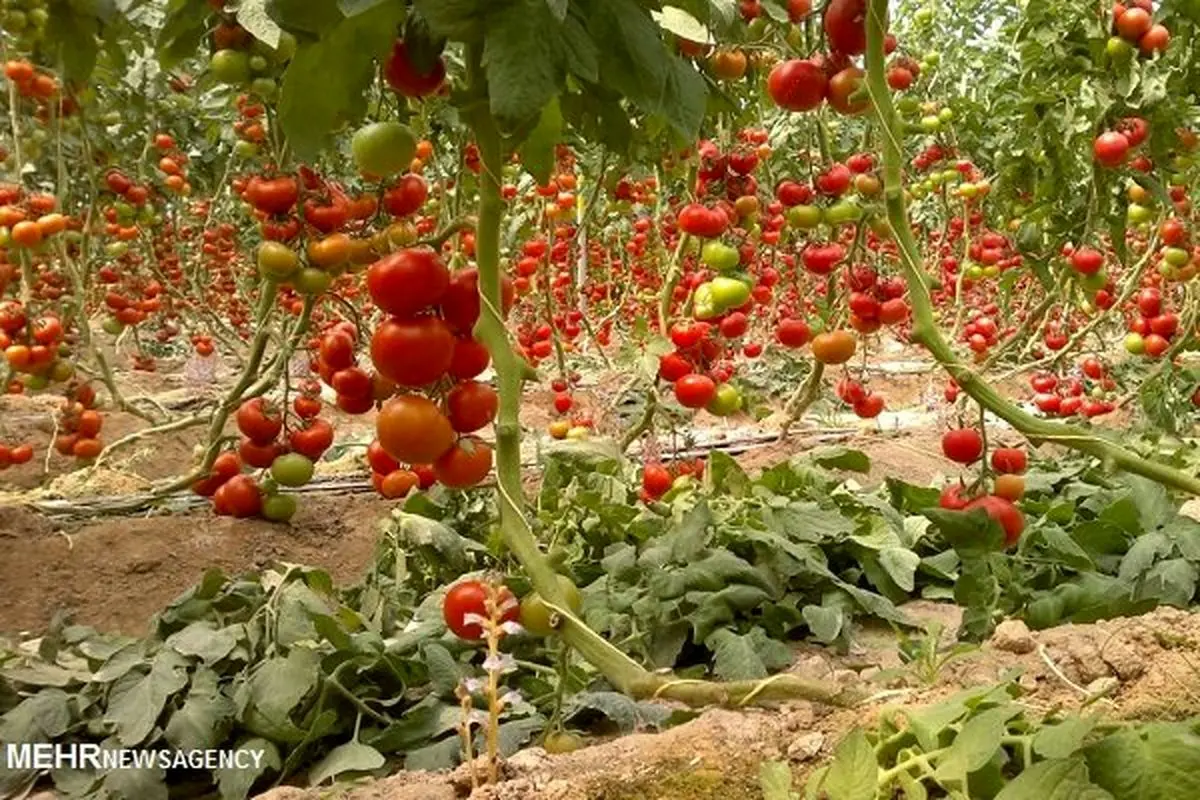 وجود ۳۳ هکتار گلخانه در استان زنجان