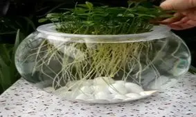 آموزش سبزه عید در آب