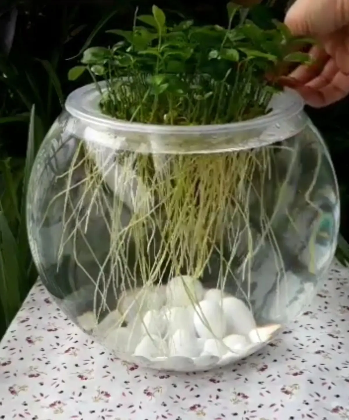 آموزش سبزه عید در آب