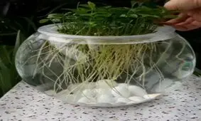 آموزش سبزه عید در آب