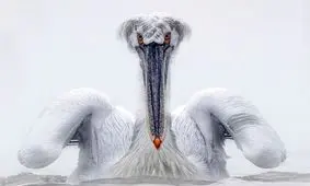 پلیکان یخ زده +عکس