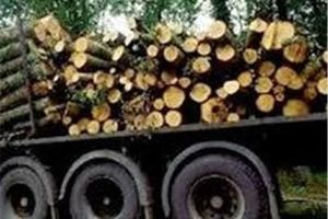محموله چوب جنگلی قاچاق در اردبیل کشف و ضبط شد