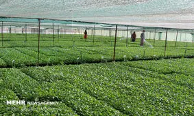 ۲ طرح کشاورزی در سیب و سوران و سراوان افتتاح و کلنگ زنی شد