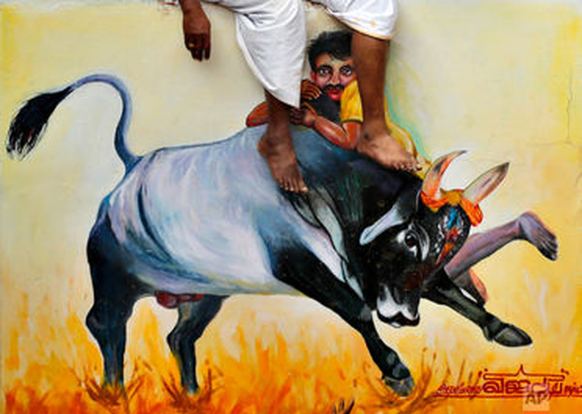  فستیوال مبارزه بدون سلاح با گاو وحشی در هند +تصاویر