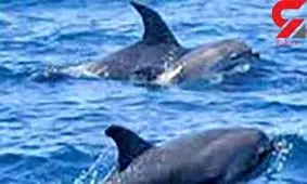 تصویری دردناک از دلفین عزادار که جسد فرزندش را 2 هفته به دوش کشید + عکس