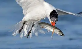 تصاویر حیرت انگیز یک عکاس حرفه ای از لحظه شکار ماهی