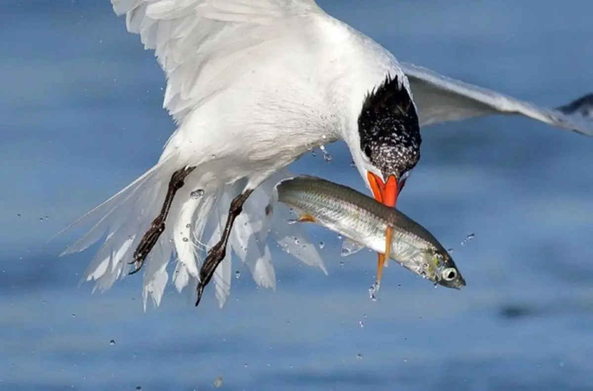 تصاویر حیرت انگیز یک عکاس حرفه ای از لحظه شکار ماهی