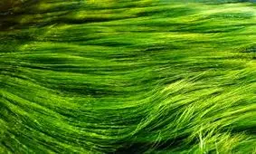 دانستنی هایی جالب از خواص و فواید جلبک ها + ماسک