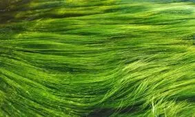 دانستنی هایی جالب از خواص و فواید جلبک ها + ماسک