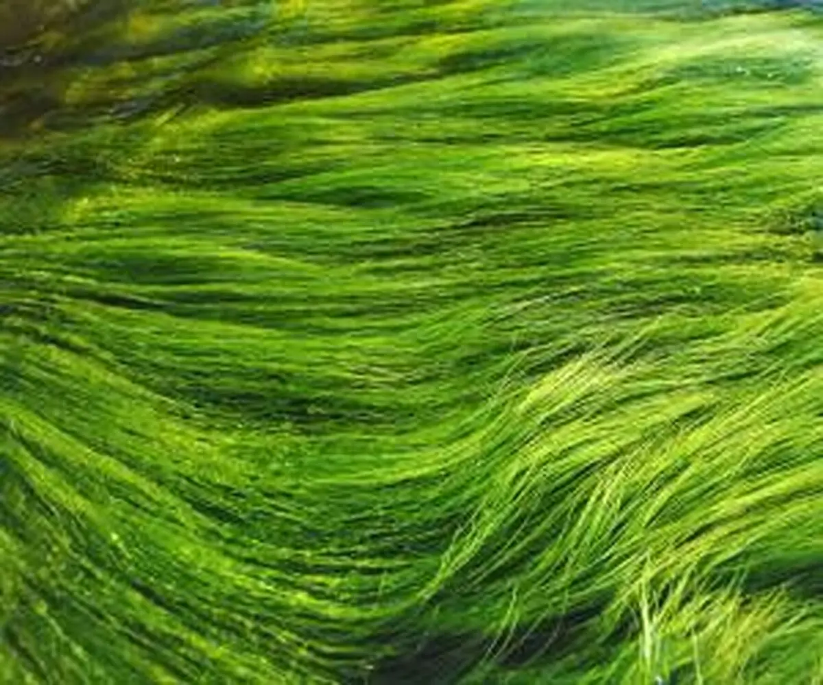 دانستنی هایی جالب از خواص و فواید جلبک ها + ماسک