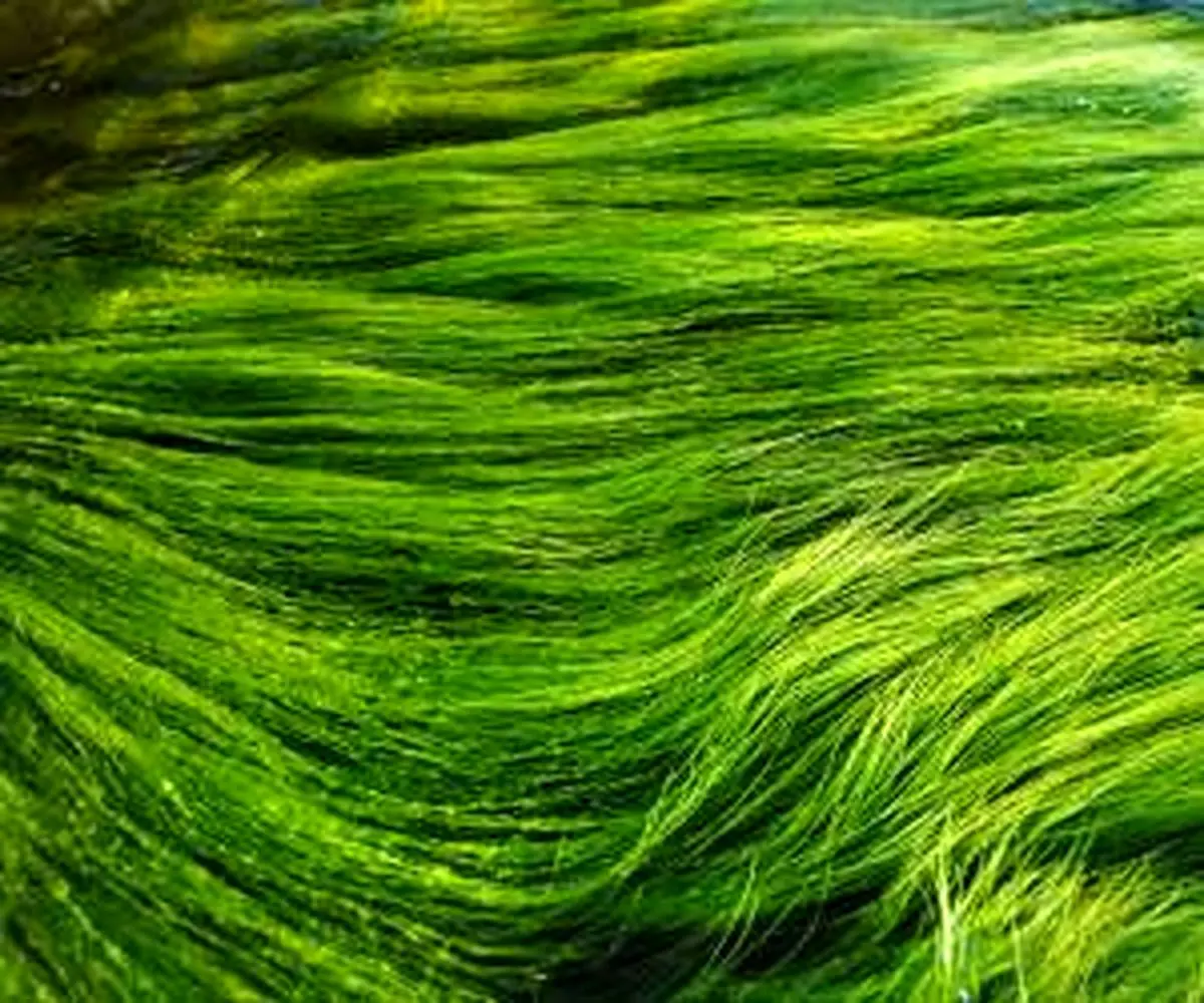 دانستنی هایی جالب از خواص و فواید جلبک ها + ماسک