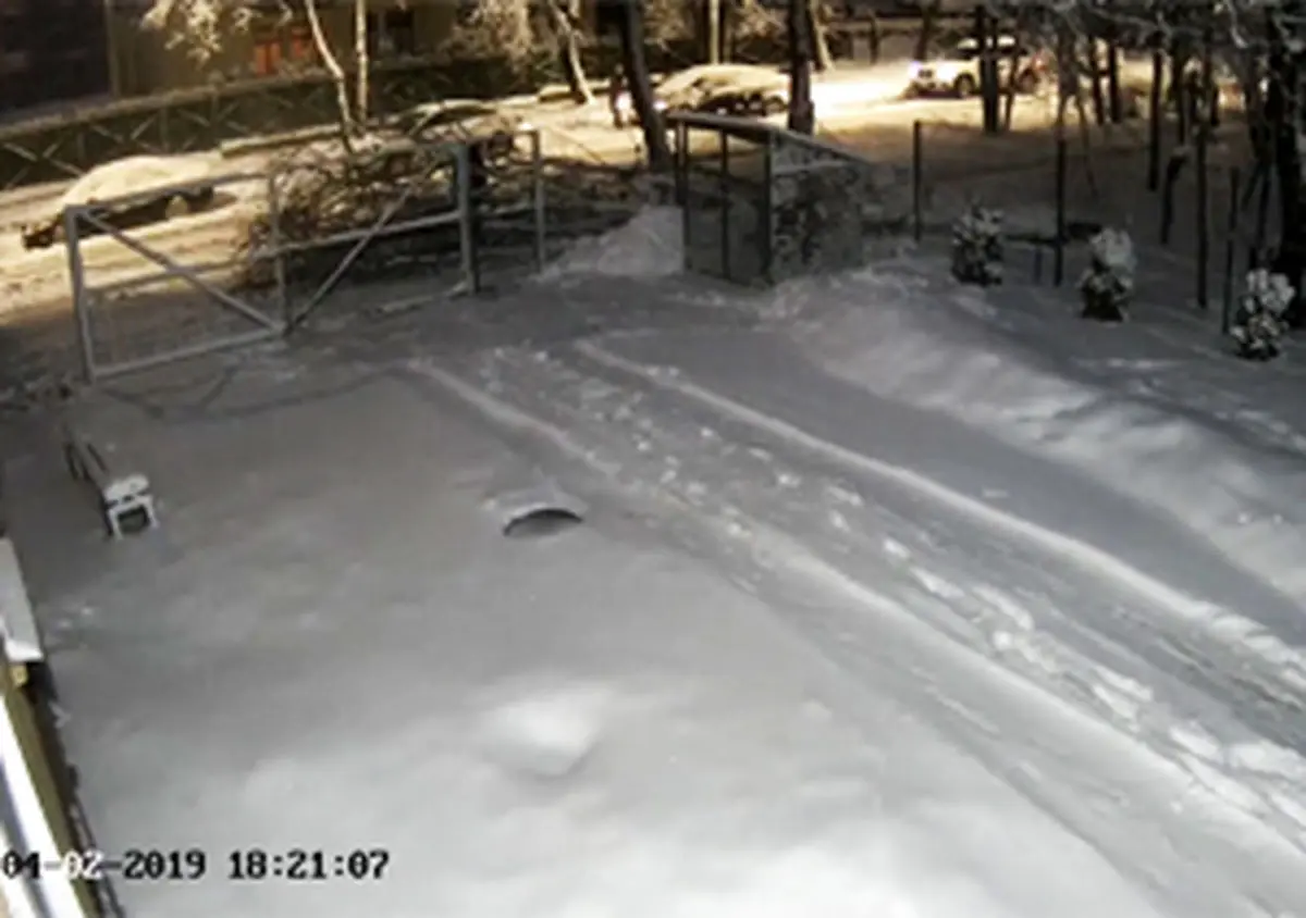 فیلم لحظه سقوط درخت تنومند روی یک مرد جوان