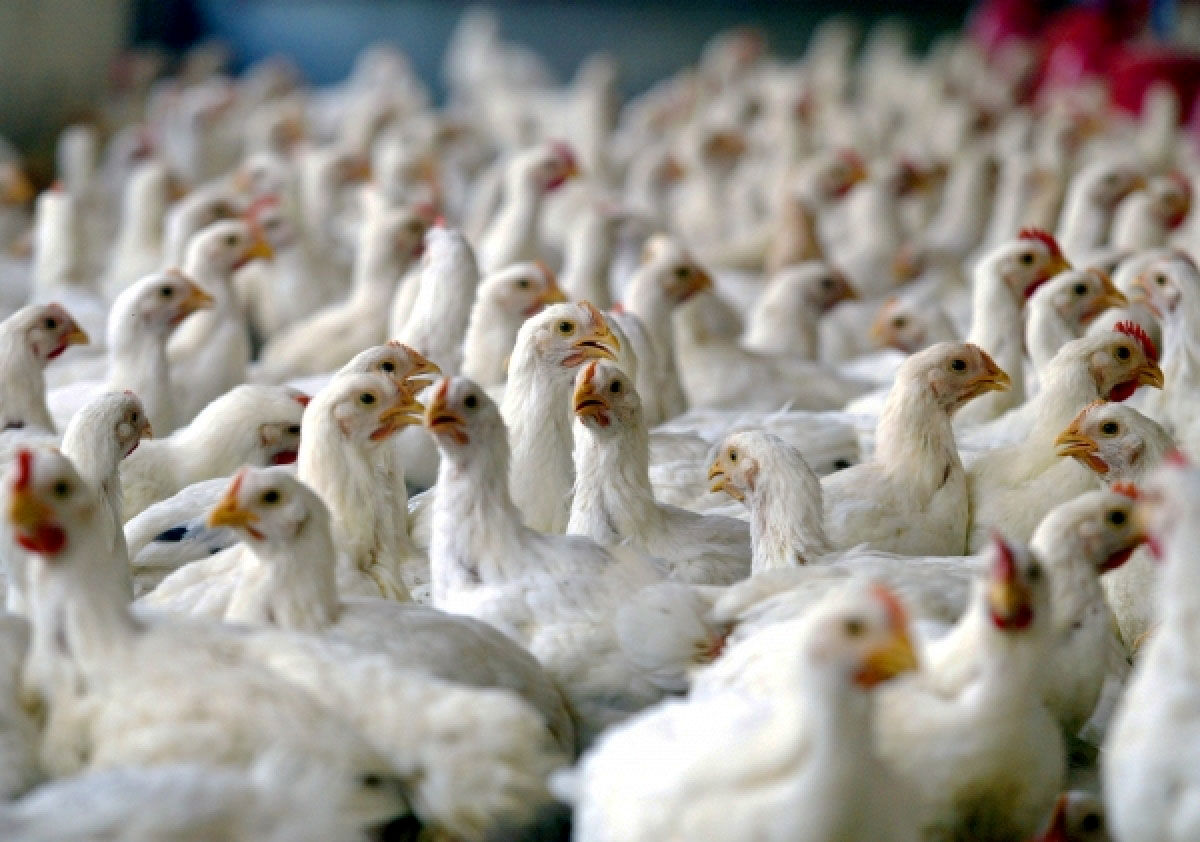 ممنوعیت صادرات مرغ و گوشت قرمز/ واردات ادامه دارد