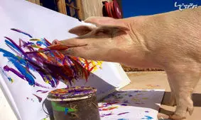 پیگکاسو؛ تنها خوک نقاش جهان