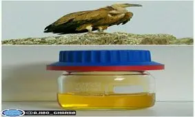 قدرتمندترین معده جانداران