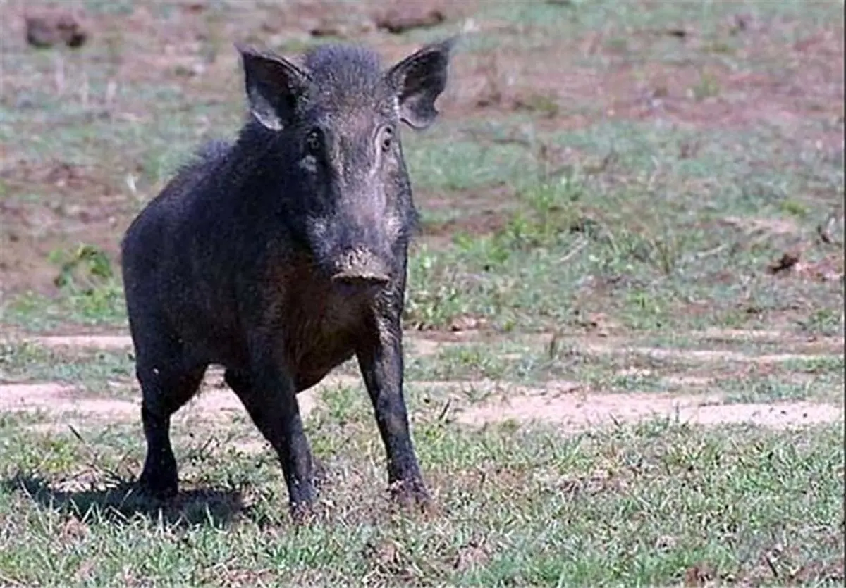 زنی که خوراک شکم خوک ها شد