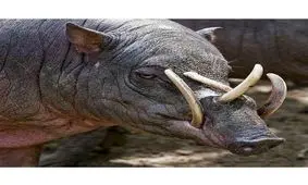 خوک آهوی سولاوسی شمالی یک حیوان شگفت انگیز