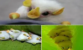 تمام خفاش ها در غار زندگی نمیکنند