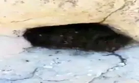 استتار عنکبوتی