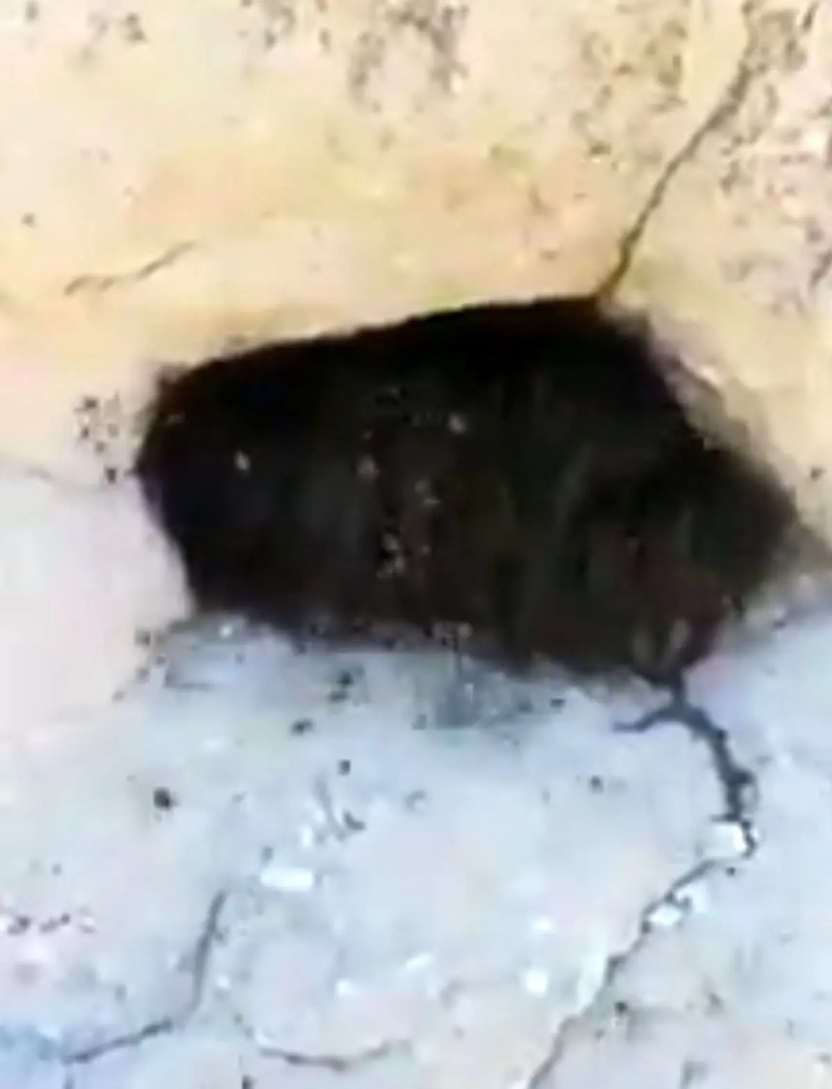 استتار عنکبوتی