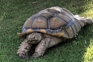 جشن تولد ۱۰۳ سالگی یک لاک‌پشت غول‌پیکر