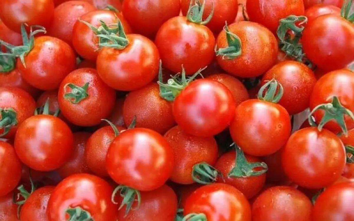 چرا لازم است هر روز یک گوجه بخوریم؟