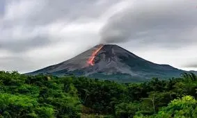 چرا «سبزتر» شدن درختان می‌تواند نشانۀ خطر باشد؟