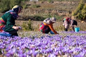 واکنش عجیب طالبان به قاچاق زعفران از ایران