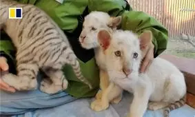 تولد دو توله ببر سفید برفی بسیار نادر/ ویدئو