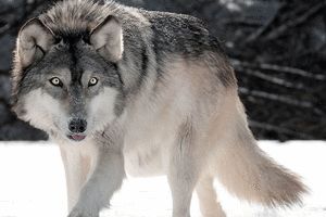 چرا گرگ‌ها میهمان ناخوانده همدانی ها شدند؟/ آدمها به زیستگاه گرگ‌ها رفتند یا گرگها به سکونتگاه‌های انسانی