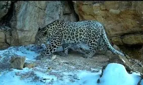 مشاهده پلنگ ایرانی در هوای سرد شاهرود/ ویدئو