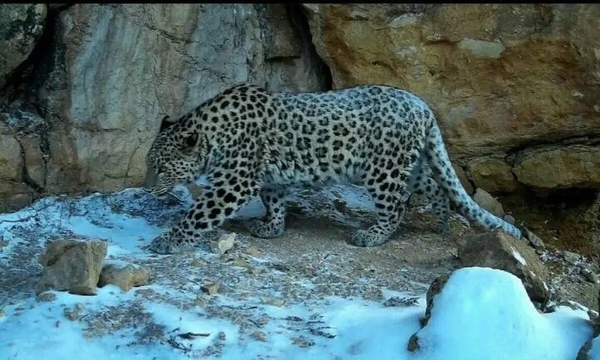 مشاهده پلنگ ایرانی در هوای سرد شاهرود/ ویدئو