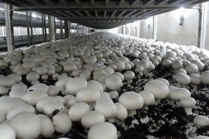 فعالیت ۱۲ واحد صنعتی تولید قارچ در استان همدان