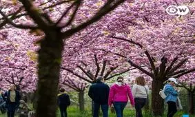 چرا در بهار مدام احساس خستگی می‌کنیم؟