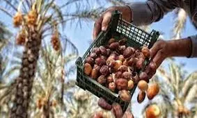 پاکستان بازار خرما را از ایران گرفت!